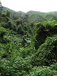 jungle 1