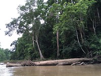 rafting