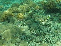 IMG-20190804-WA0003