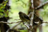 Bell Bird