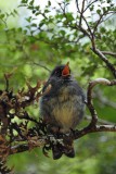 New Zealand Robin