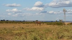 Olifant op veilige afstand