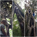 Giant Strangler Fig