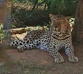 Het luipaard dat ook in bed sliep als cub