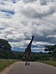 Deze giraffe wijst ons de weg...