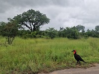 Ground hornbill