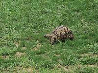 Schildpad