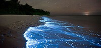 bioluminescenceDinoflagellates