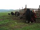 Yaks melken