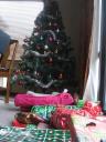 Veel cadeaus onder de nieuwe kerstboom