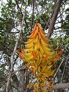 Gave bananenboom