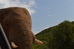 Olifant naast de auto