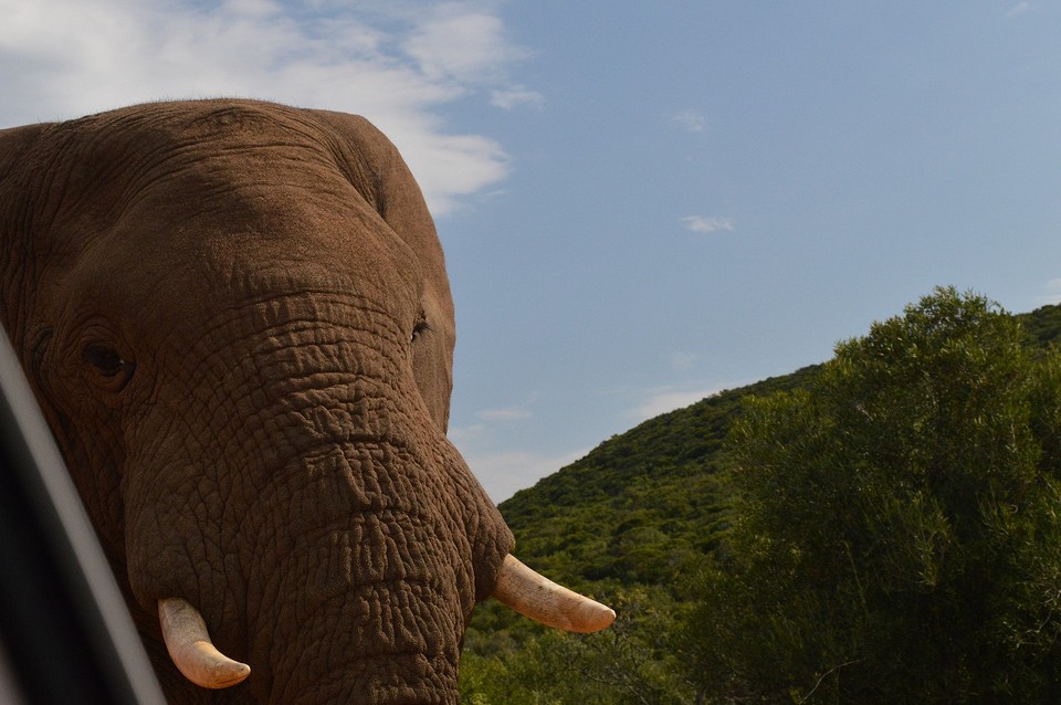 Olifant naast de auto