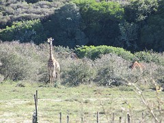 Giraffes onderweg