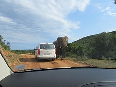 Olifant naast de auto