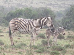 IMG_0434
