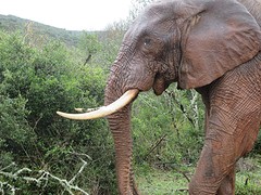 Olifant naast de auto