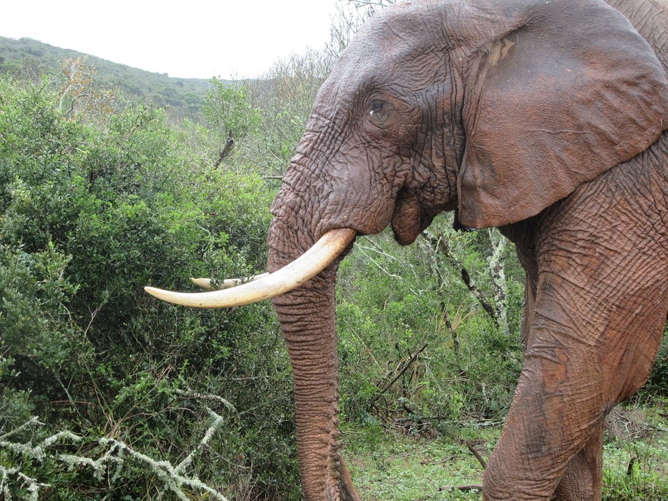 Olifant naast de auto