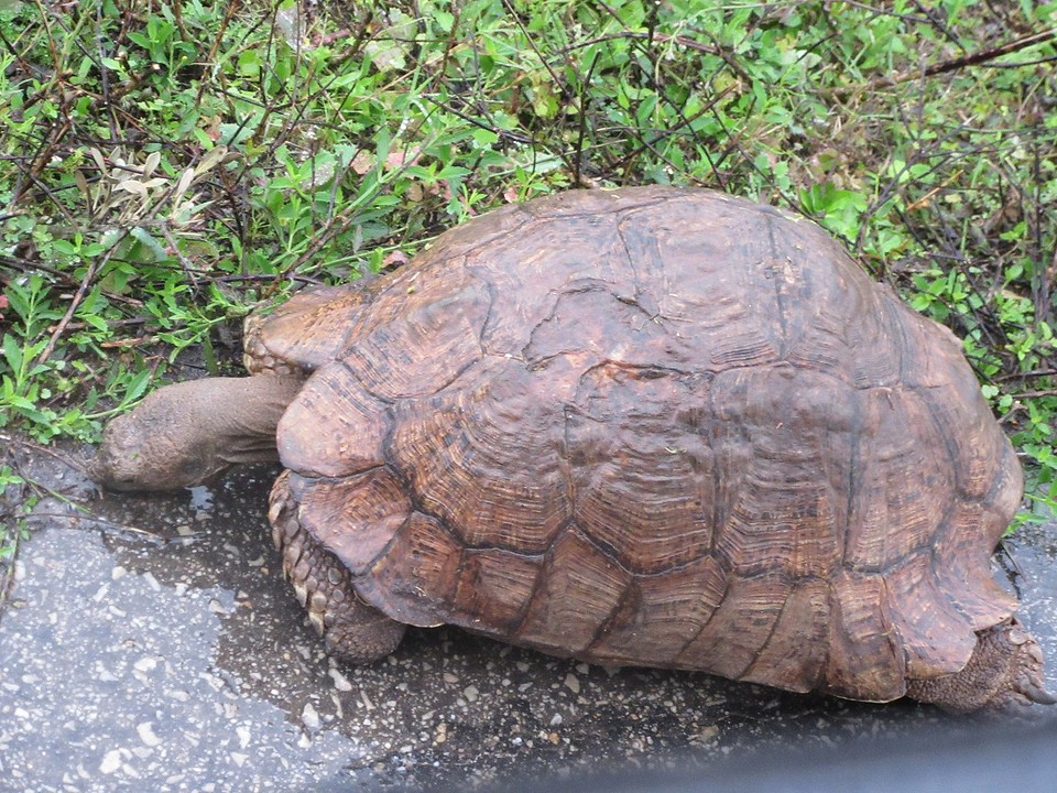 Schildpad
