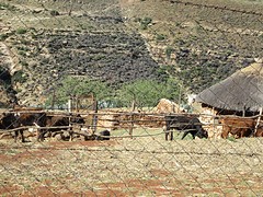 IMG_0624