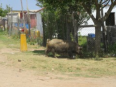 IMG_0823