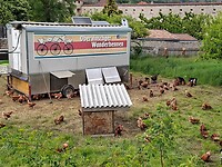 Scharrelkippen bij Glurns