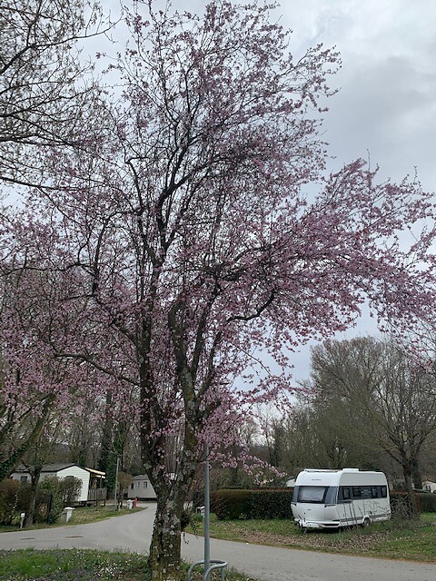 al in de bloesem