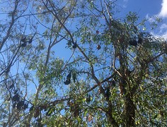 Flying foxes