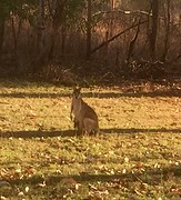 Wallaby