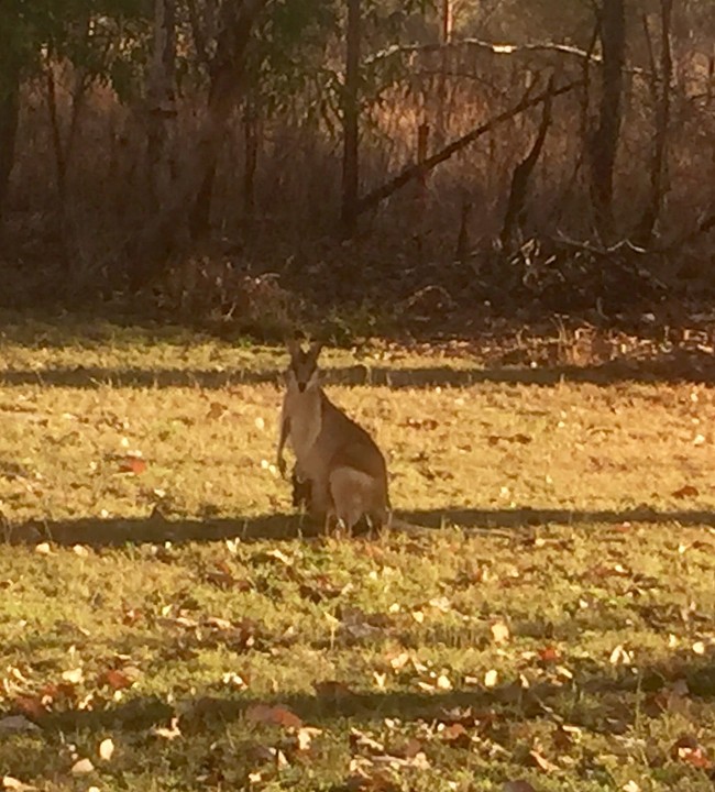Wallaby