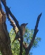 Kookaburra