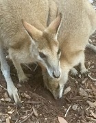 Wallabies