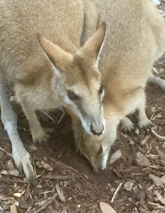 Wallabies