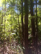 Jungle