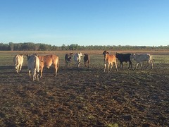 Floodlands cattle