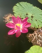 Lotusbloem