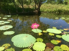 Lotus