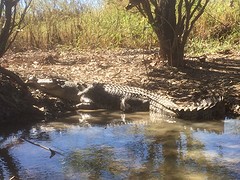 Croc