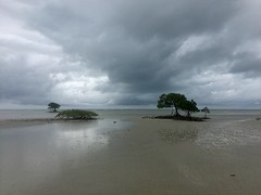 Daintree mangroves