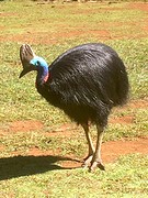 Cassowary