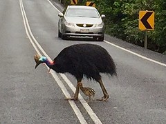 Cassowary met chick crossing