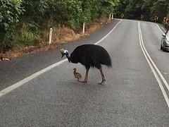Cassowary met chick crossing
