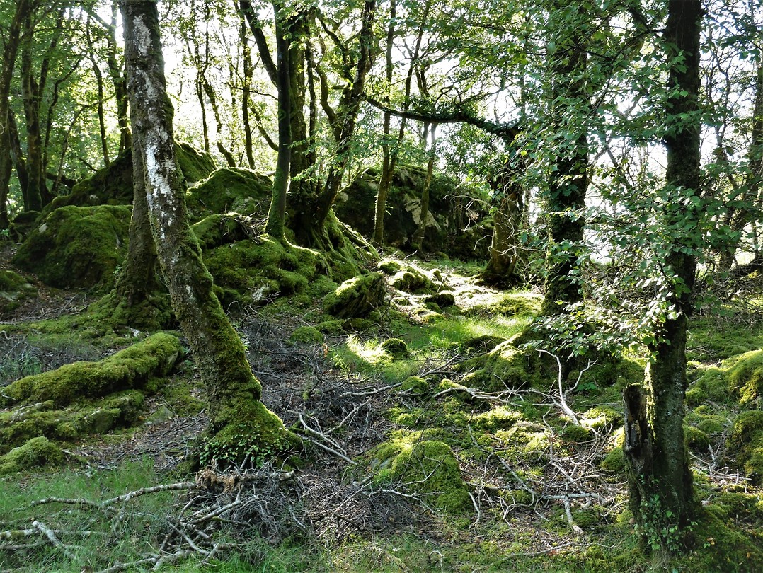 Killarney Nationaalpark Foto Pieter en Jeanne