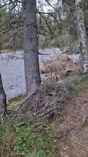 Wandeling naar de Hällingsåfallet waterval.