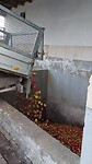 De geplukte appels lossen bij de wijnmakerij