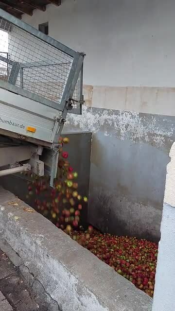 De geplukte appels lossen bij de wijnmakerij