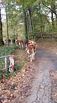 Runderen verplaatsen