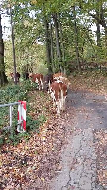 Runderen verplaatsen