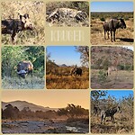 Kruger collage
