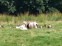Schotse Hooglanders onderweg